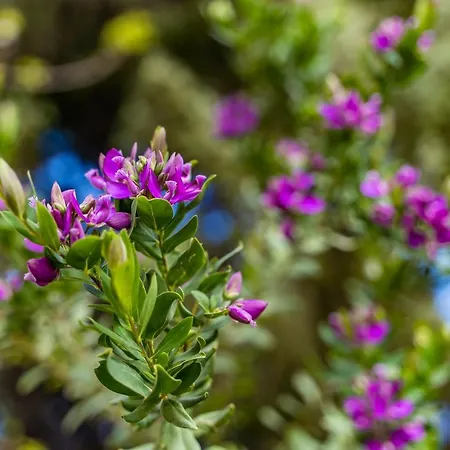 Casa Pineta Rena Majore