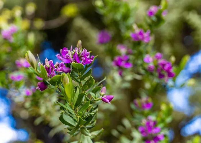 Casa Pineta رينا ماجور